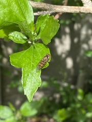 Episyrphus balteatus