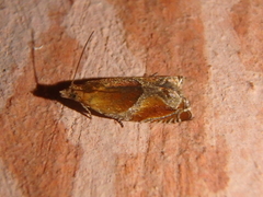 Ancylis obtusana