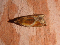 Ancylis obtusana