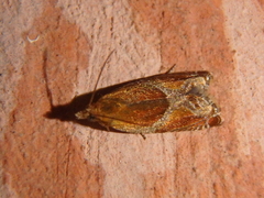 Ancylis obtusana