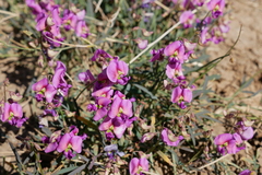 Swainsona campylantha