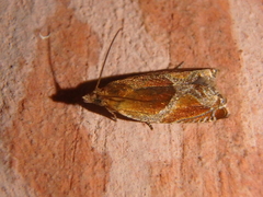 Ancylis obtusana