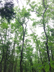 Fraxinus nigra