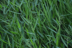 Dichanthelium praecocius