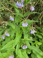 Symphytum asperum
