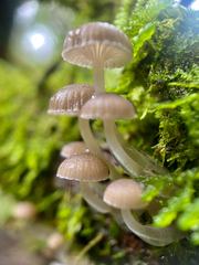 Roridomyces austrororidus