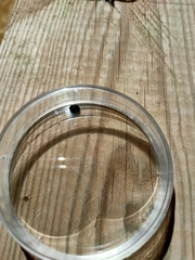 Parexochomus nigromaculatus