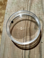 Parexochomus nigromaculatus