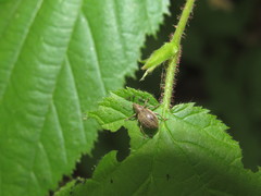 Sciaphobus squalidus