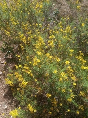 Hypericum peplidifolium