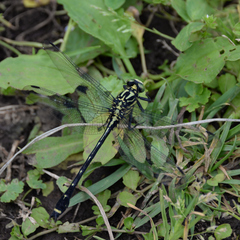 Asiagomphus melaenops