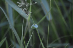 Dichanthelium praecocius