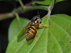 Chrysotoxum cautum