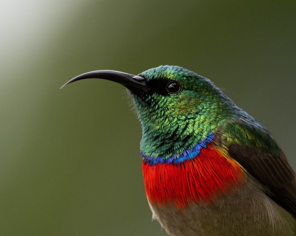 Eastern Miombo Sunbird (Cinnyris manoensis) photo