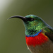 Eastern Miombo Sunbird - Photo (c) eliegaget, some rights reserved (CC BY-NC), uploaded by eliegaget