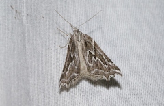 Plataea personaria