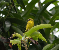 Crithagra hyposticta