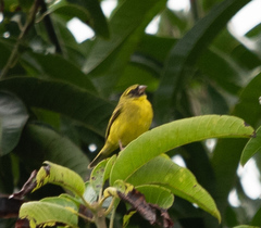 Crithagra hyposticta