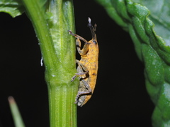 Lixus bardanae