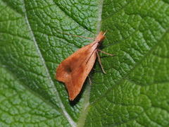 Dichomeris derasella