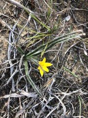 Hypoxis floccosa