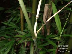 Bambusa multiplex
