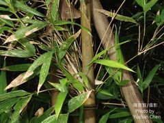 Bambusa multiplex