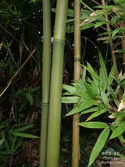 Bambusa multiplex