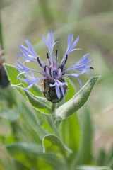 Centaurea triumfettii