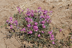 Swainsona campylantha