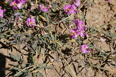 Swainsona campylantha