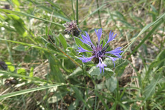 Centaurea triumfettii
