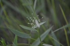 Dichanthelium praecocius