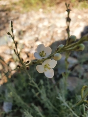 Gomphostigma virgatum