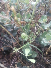 Medicago orbicularis