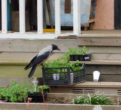 Corvus cornix