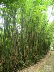 Bambusa multiplex
