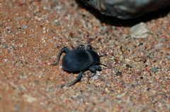 Gonopus