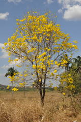 Handroanthus serratifolius