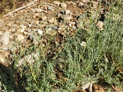 Gomphostigma virgatum