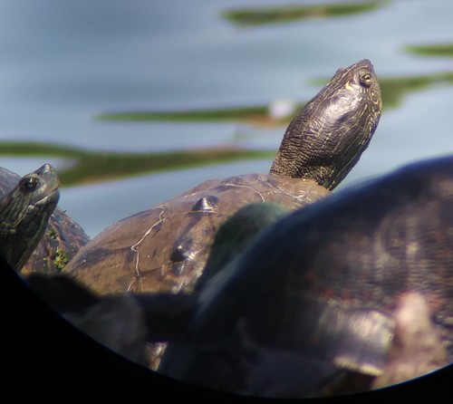 Graptemys pseudogeographica