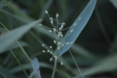 Dichanthelium praecocius