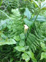 Arisaema stewardsonii