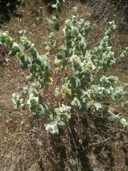 Pseudodictamnus acetabulosus