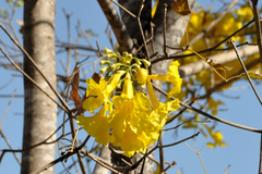 Handroanthus serratifolius