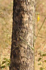 Handroanthus serratifolius