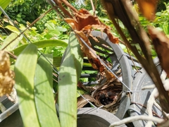 Pycnonotus goiavier jambu