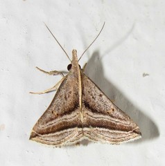 Charmodia vectis