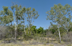 Corymbia bella