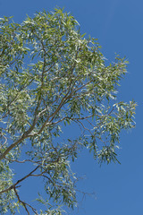 Corymbia bella